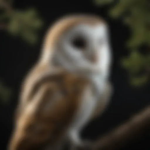 Majestic Barn Owl perched on tree branch, eyes gleaming in the moonlight