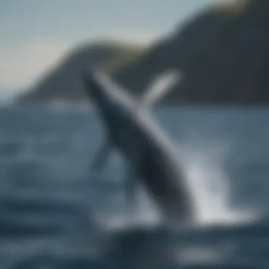 Majestic Blue Whale Breaching