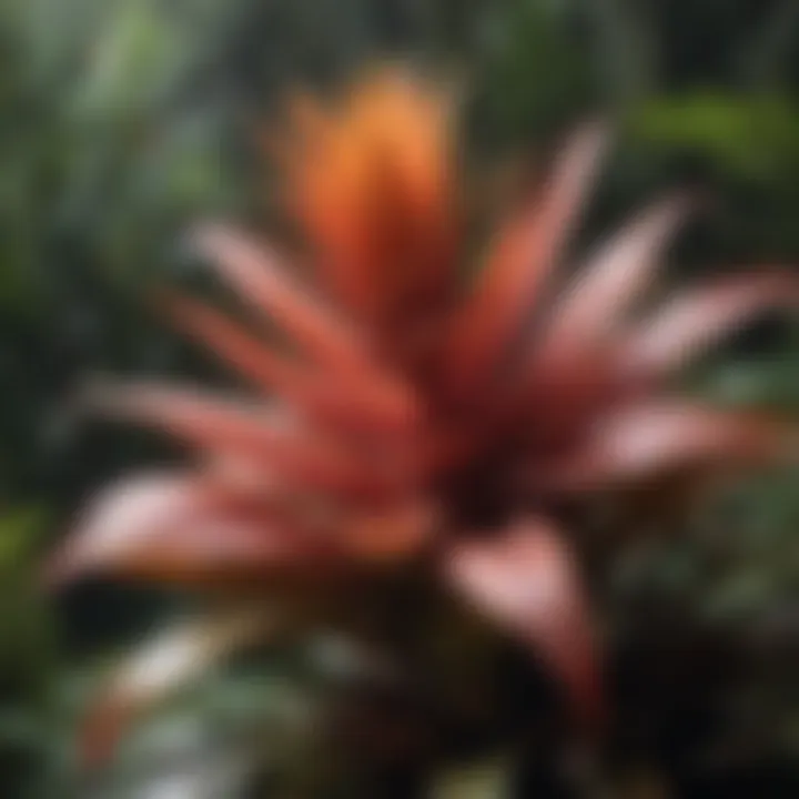 Majestic Bromeliad in the Amazon Rainforest