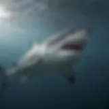 Majestic bull shark swimming gracefully in the ocean