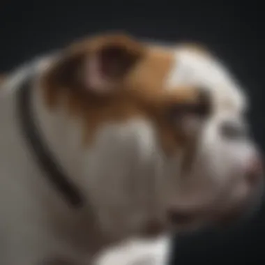 Majestic Bully Bulldog in Profile