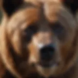Majestic Canine Resembling a Grizzly Bear