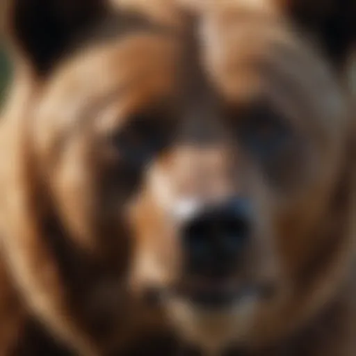 Majestic Canine Resembling a Grizzly Bear