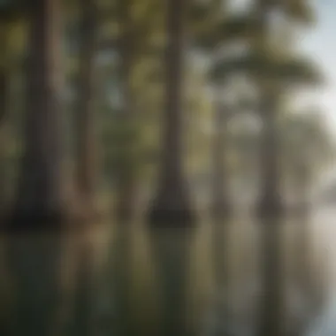 Majestic Cypress Trees Lining the Shore