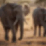 Majestic Elephant Herd Grazing in the Savannah