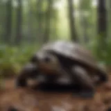 Majestic gopher turtle in lush forest habitat