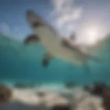 Majestic Hammerhead Shark in Key West