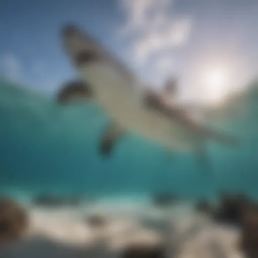 Majestic Hammerhead Shark in Key West