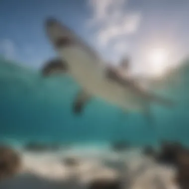 Majestic Hammerhead Shark in Key West Majestic Hammerhead Shark in Key West