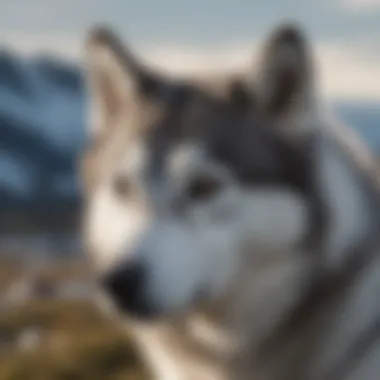 Majestic Husky in Arctic Setting