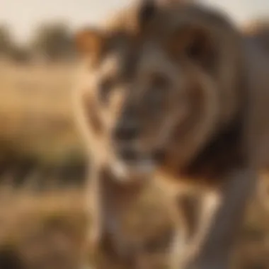 Majestic Lion Roaming in the Savanna