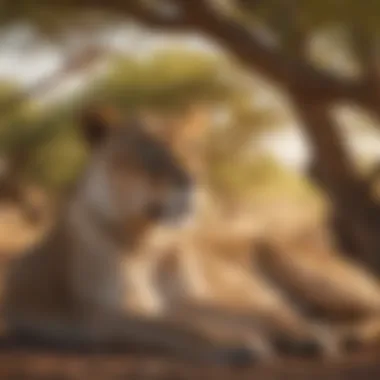 Majestic Lioness Resting Under Acacia Tree Majestic Lioness Resting Under Acacia Tree