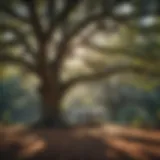 Majestic Oak Tree in Campground