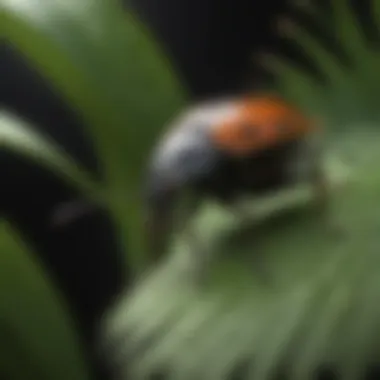 Majestic Palmetto Bug perched on a lush tropical leaf