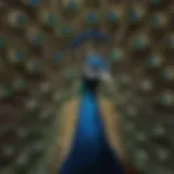 Majestic plumage of a peacock symbolizing beauty and grace