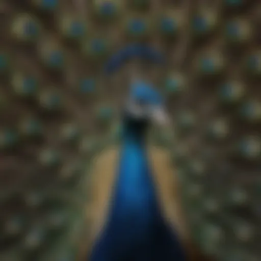 Majestic plumage of a peacock symbolizing beauty and grace