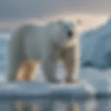 Majestic Polar Bear on Arctic Ice Floe