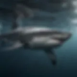 Majestic predator swimming gracefully through ocean depths