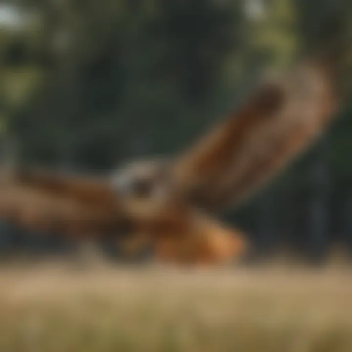 Majestic Red-Tailed Hawk in Flight