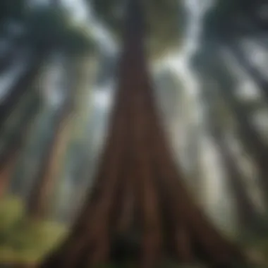 Majestic Redwood Tree in California Landscape Majestic Redwood Tree in California Landscape
