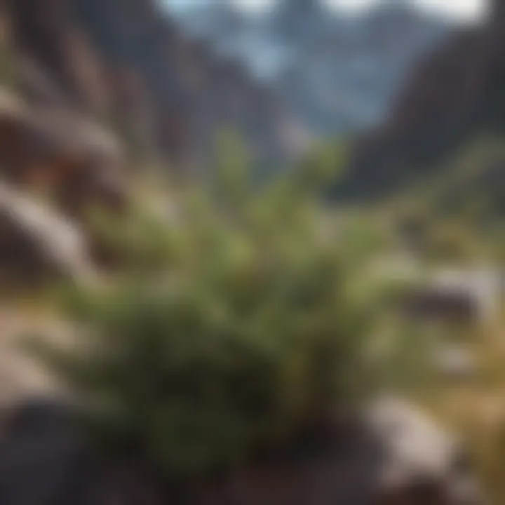Majestic Rocky Mountain Bushes