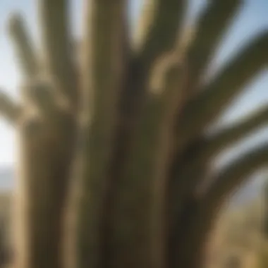 Majestic Saguaro Cactus in Full Sunlight