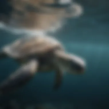 Graceful Sea Turtle in Motion Majestic Sea Turtle gliding through ocean currents