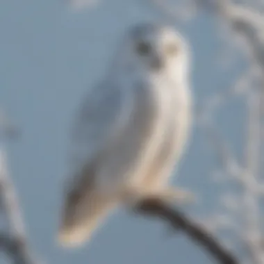 Majestic snowy owl perched on a snow-covered tree branch in the Arctic