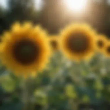 Majestic Sunflowers in Bright Sunny Day