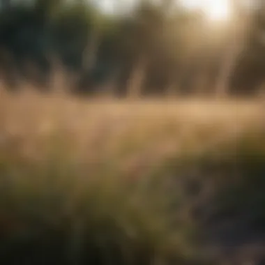 Majestic tall shade grasses swaying in the breeze