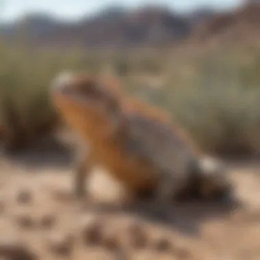 Regal Texas Horned Lizard Camouflaged in Desert Majestic Texas Horned Lizard camouflaged in desert