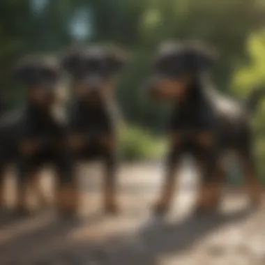Playful Manchester Terrier Puppies Manchester Terrier Puppies Playing
