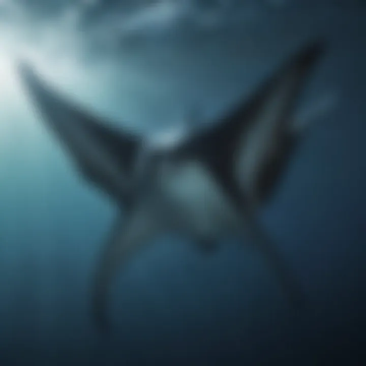 Majestic Manta Rays Soaring in the Open Ocean