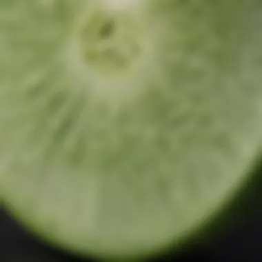 Close-up of mature English burpless cucumber