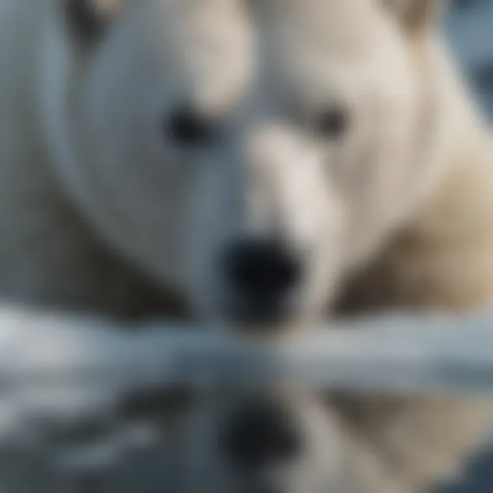 Melting Ice Reflecting on Polar Bear's Fur