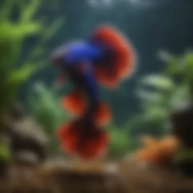 Enchanting Betta Fish Habitat Majestic Betta fish swimming in a lush underwater habitat