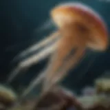 Mesmerizing Jellyfish Grace