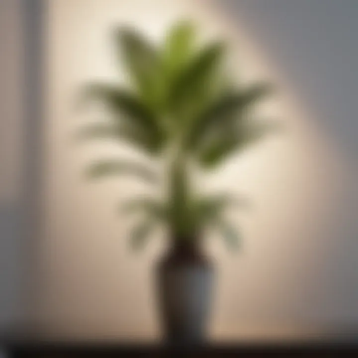 Minimalist indoor Majesty Palm setup