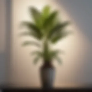 Simplicity in Majesty Palm Care Minimalist indoor Majesty Palm setup