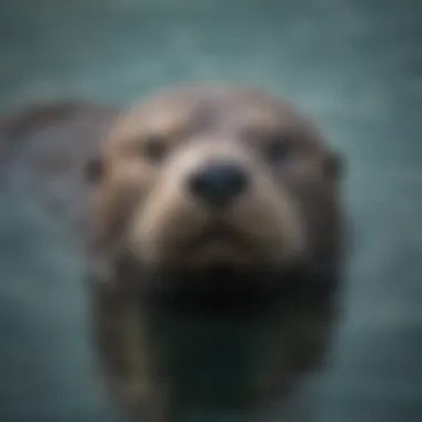 Monterey Sea Otter Pup Learning to Swim in Crystal Clear Waters