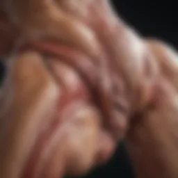 Muscle Anatomy