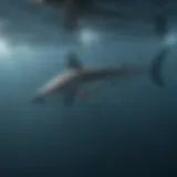 Graceful thresher shark swimming in open ocean