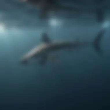 Elegance in Motion Graceful thresher shark swimming in open ocean
