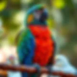 Importance of Bird Insurance for Avian Companions A colorful parrot perched on a branch, symbolizing avian companionship and care.