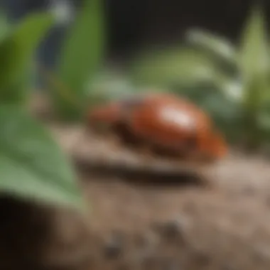 Natural Bed Bug Repellent Plants