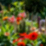 Lush garden with natural flea-repelling plants