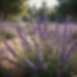 Lavender blooming in garden