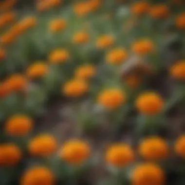 Marigold flowers in full bloom