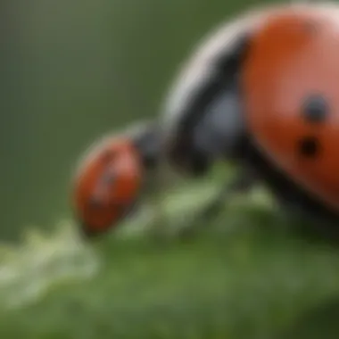 Ladybug Preying on Aphids