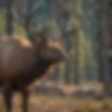 Majestic Bull Elk in Nevada Wilderness